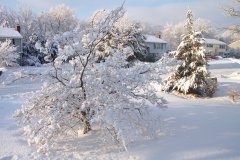 snow is the icing on the dogwood tree