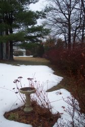 bird bath with a row of bushes, showing snow-covered and bare lawn