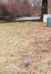 crocuses, with a little snow in the background