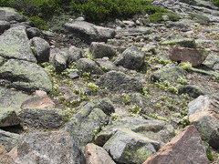 flowers amid rocks