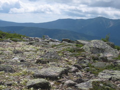 flowers amid rocks, with mountain background