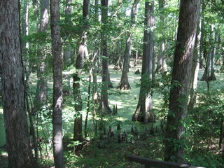 swamp full of cypress knees
